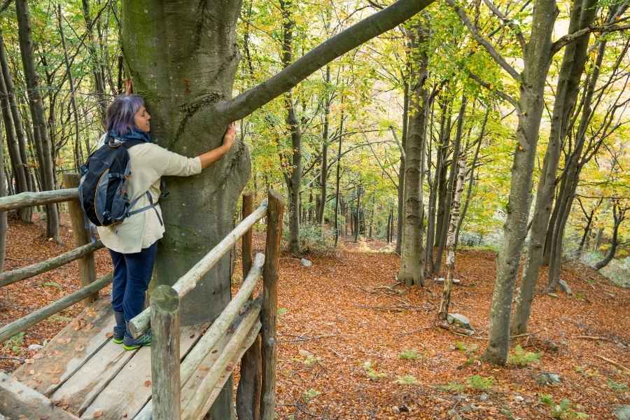 A hiker wearing a backpack stands on a wooden viewing platform and gently embraces a large tree trunk during a peaceful forest bathing excursion.